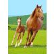 Horses fleece blanket 100x140cm
