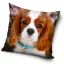 Dog pillowcase 40*40 cm