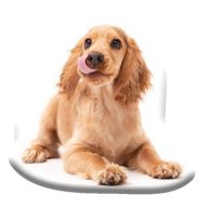 Dog Spaniel decorative pillow 40x40 cm Velour