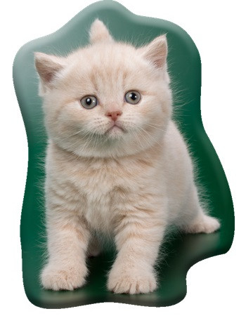 Cat Creamy Whiskers shaped decorative pillow 40x32 cm Velvet