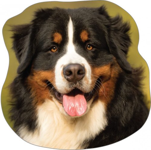 Dog Bernese Shape cushion, Decorative Pillow