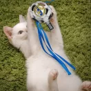 Real Madrid Blue cat fishing rod, cat toy