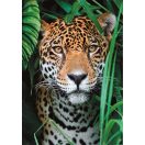 Ăllatos Jaguar 500 db-os puzzle Compact Clementoni