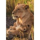 Lion Feline Love 500 Piece Compact Puzzle Clementoni