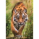 Tiger Hunter's Path 1000 piece Compact puzzle Clementoni