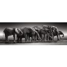 Elephant Herd of Giants 1000-piece panorama puzzle Clementoni