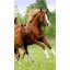 Horses Career hand towel, face towel, towel 30x50cm