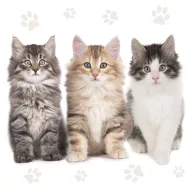Cat Three Beautiful napkin pack of 20, 33x33 cm