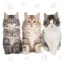 Cat Three Beautiful napkin pack of 20, 33x33 cm