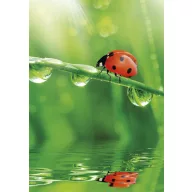 Colour Ladybug Nature A/4 elastic folder