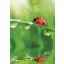 Colour Ladybug Nature A/4 elastic folder