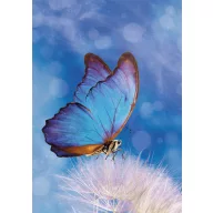 Butterfly Butterfly Nature A/4 elastic folder