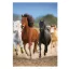 Horses Freedom A/4 elastic folder